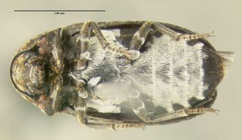 Media type: image;   Entomology 612558 Aspect: habitus ventral view